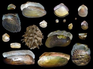Diversity of bivalves mussel-project.uwsp.edu