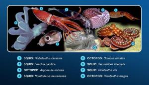 Cephalopods- Squids and octopus ocean.si.edu