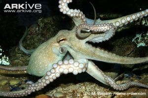 Cephalopods have a muscular foot modified into tentacles