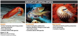 Cephalopod diversity