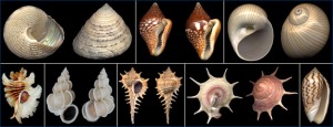 Gastropod shells www.ucmp.berkeley.edu