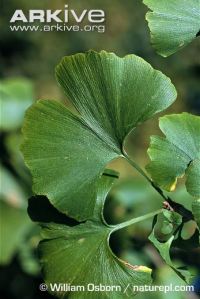 Ginkgophyta leaves