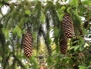 Spruce cones- Coniferophyta