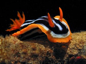 Sea slug dani-barchana.deviantart.com